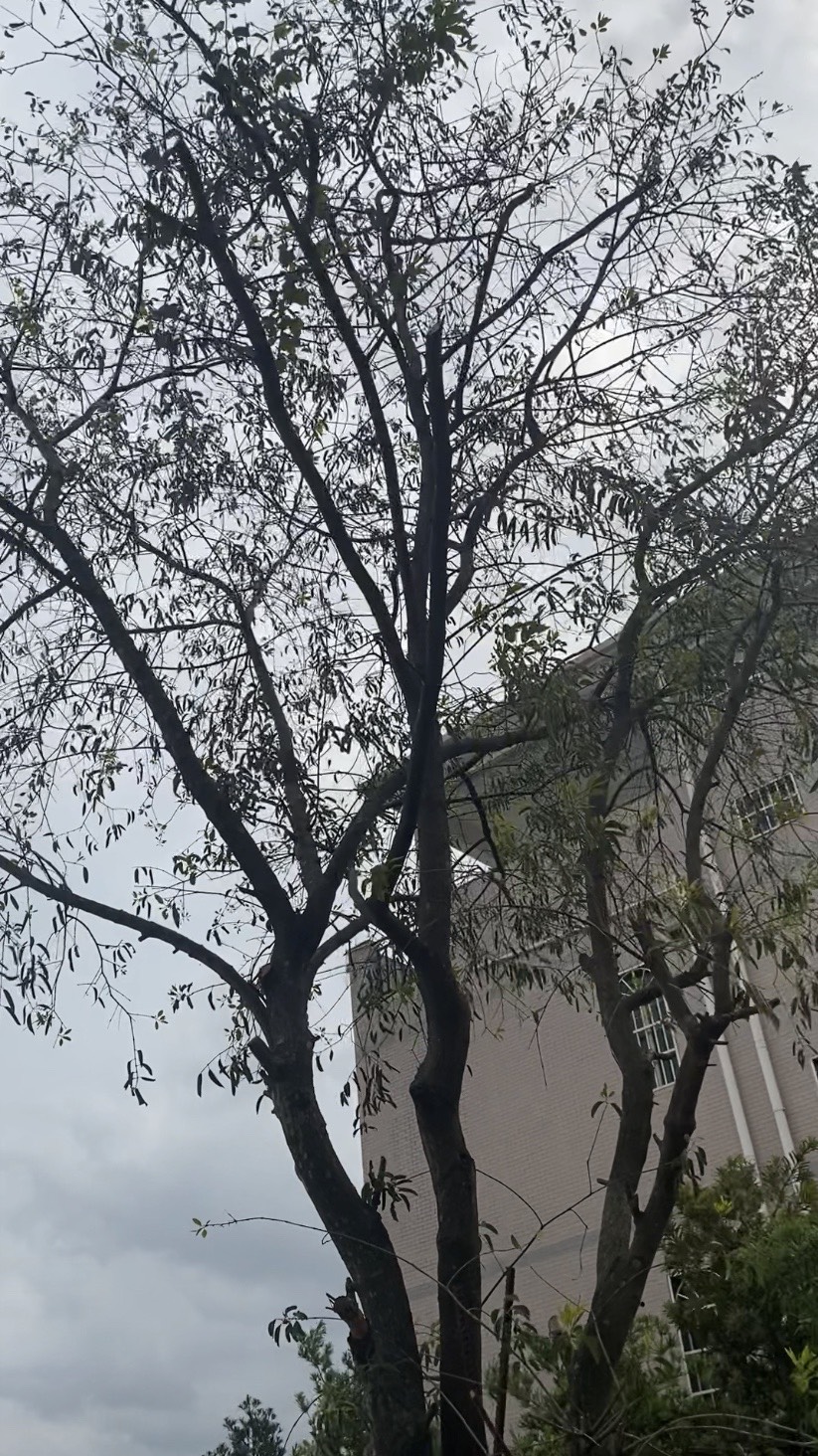 檀香树 13年檀香，直径13cm.周长43cm.5米，300颗